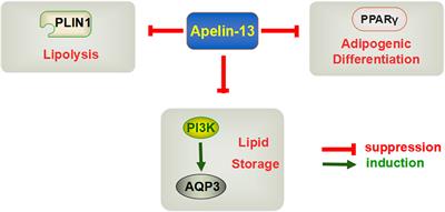 Beneficial effects of Apelin-13 on metabolic diseases and exercise